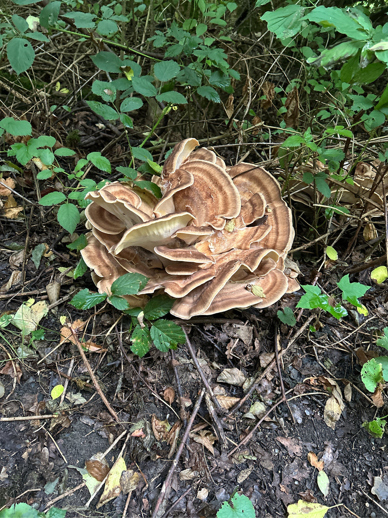 Gigantyczny Porling — Bild 2