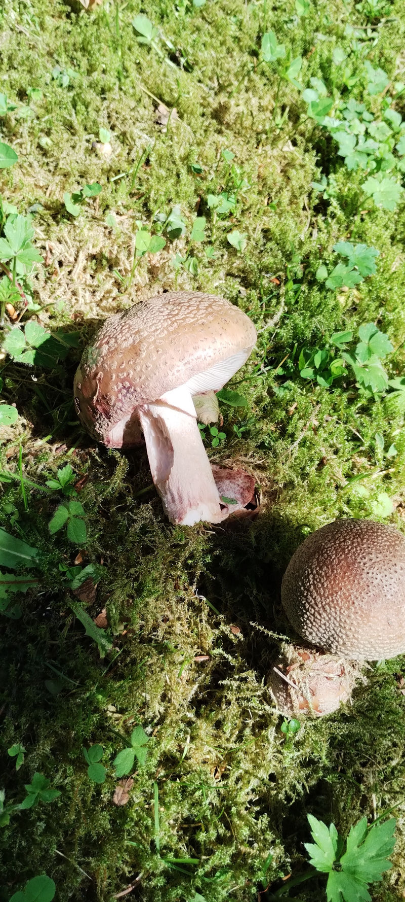 Gigantyczny sen — Bild 1