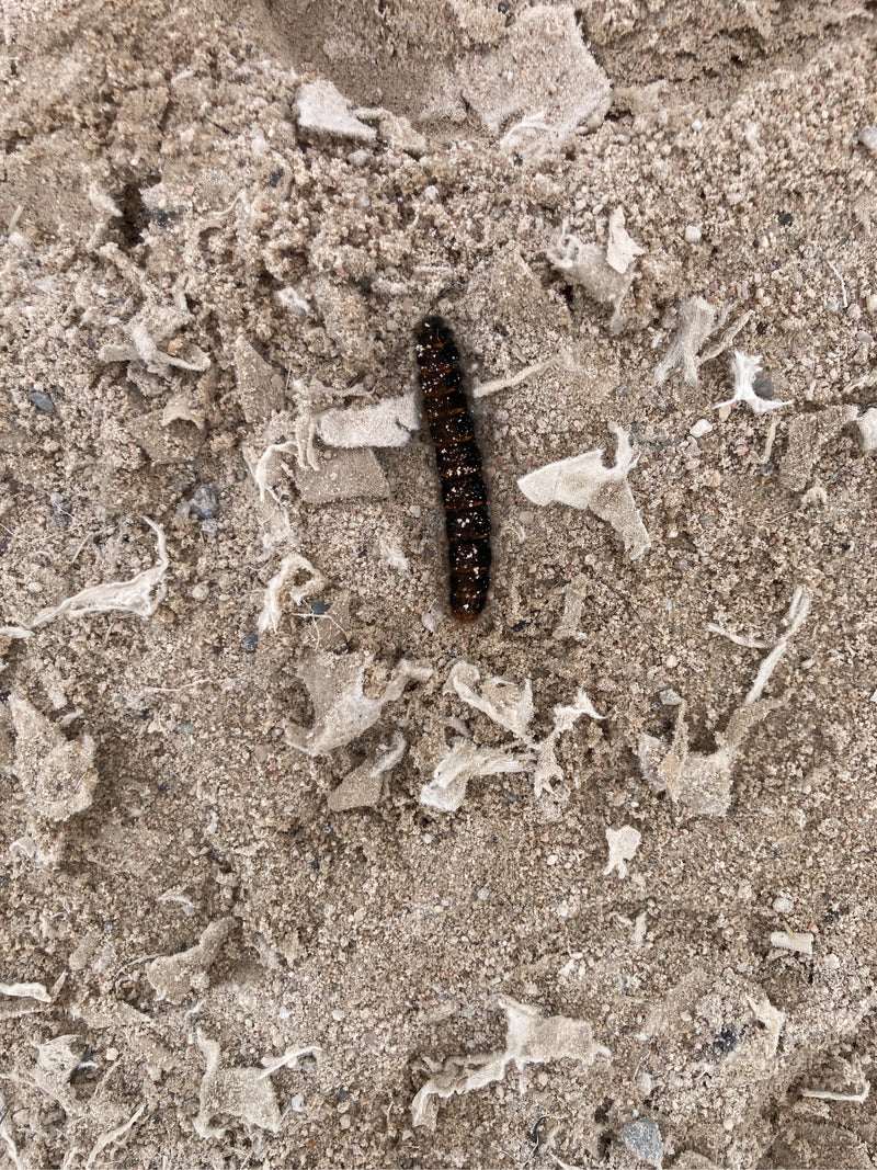 Kora sowa (rodzaj Acronicta ) — Bild 1
