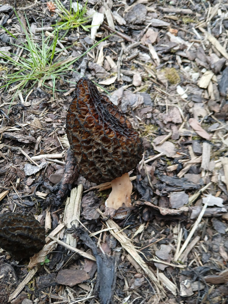 Kora ściółkowa morel — Bild 1