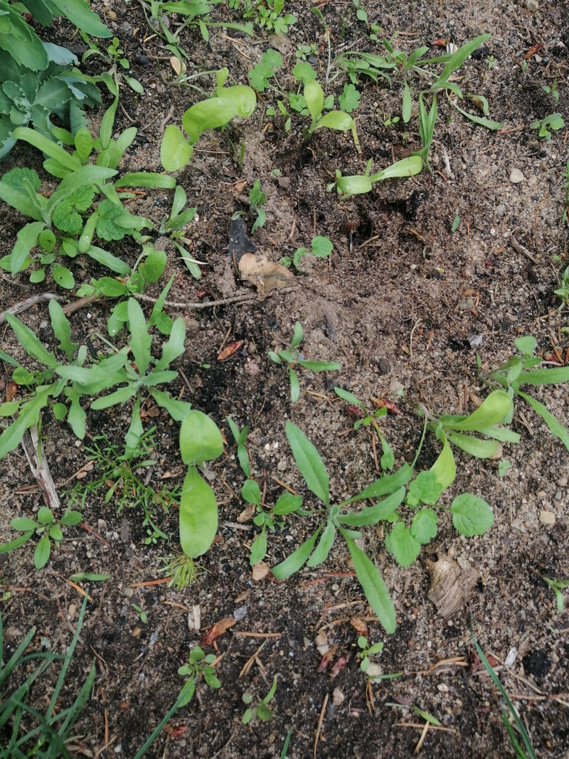 Nogietek — Bild 2
