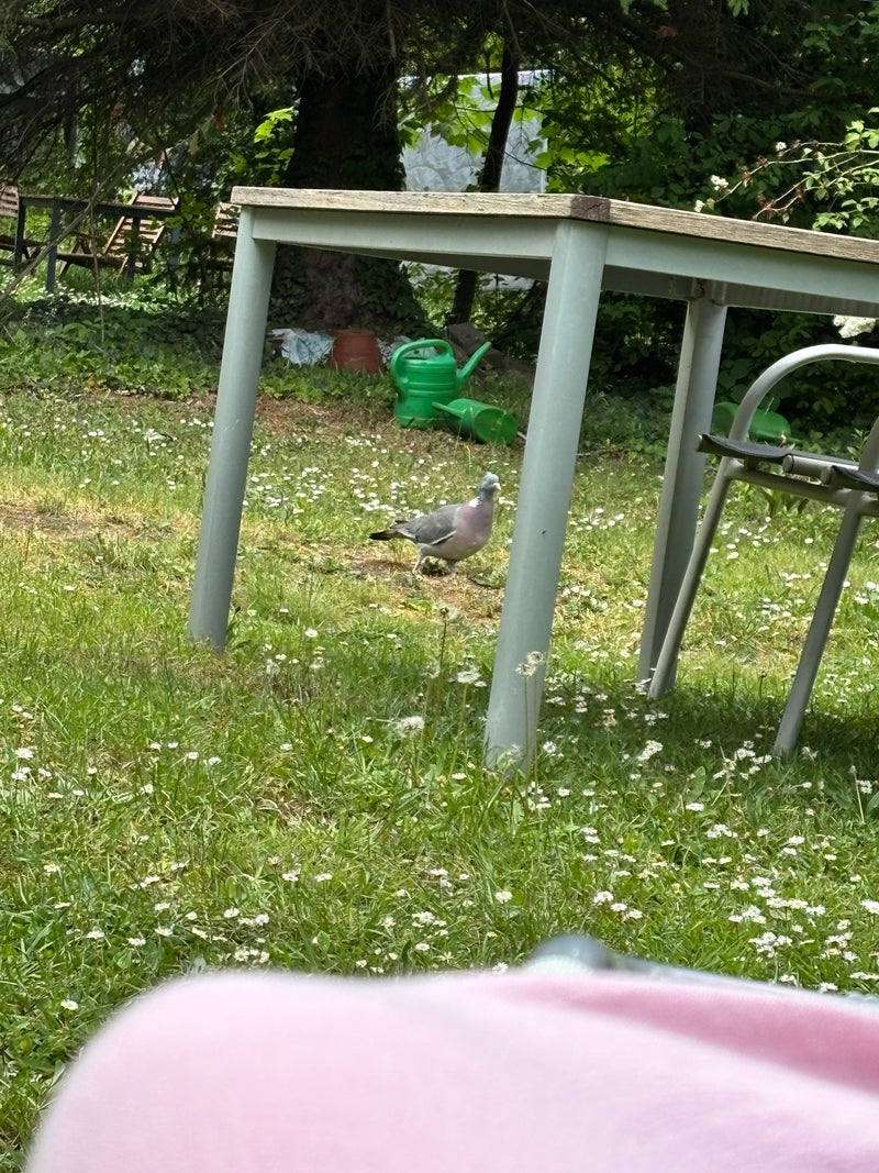 Grzywacz spaceruje po trawniku w ogrodzie pod stołem. Ptak jest dobrze widoczny.