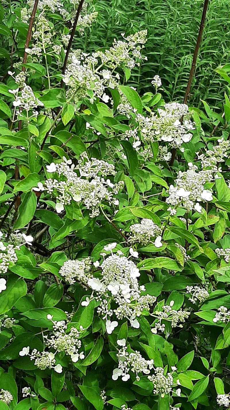 Hortensja wiechowa — Bild 2