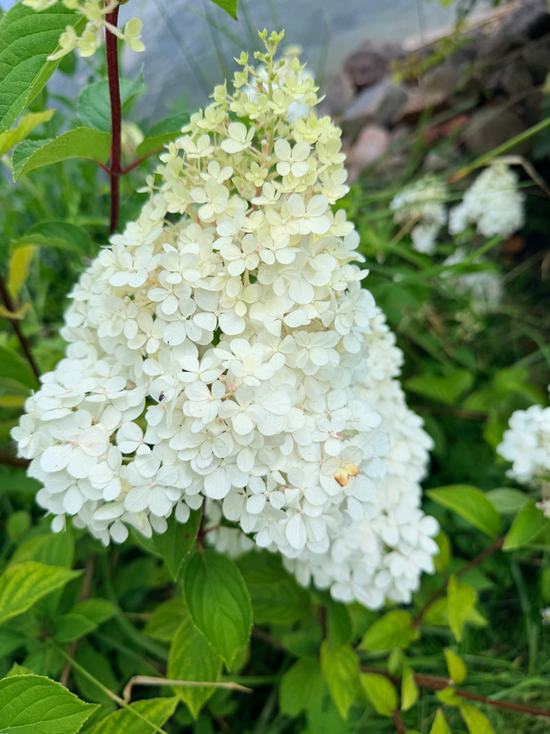 Hortensja wiechowa — Bild 1