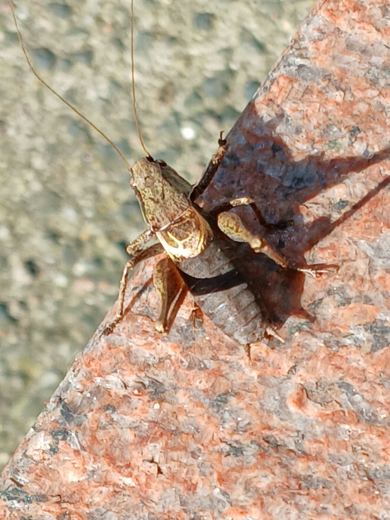 Gryzący owad Roesela — Bild 2