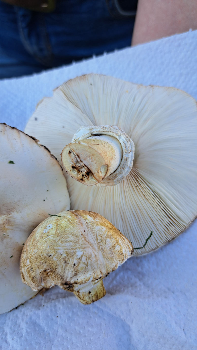Parasol Egerlinga o różowych liściach — Bild 2
