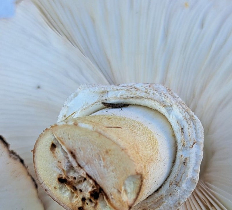 Parasol Egerlinga o różowych liściach — Bild 1