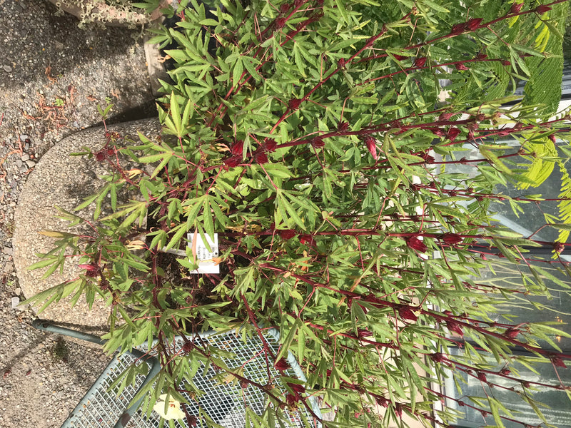 Roselle — zdjęcie 1 z 3