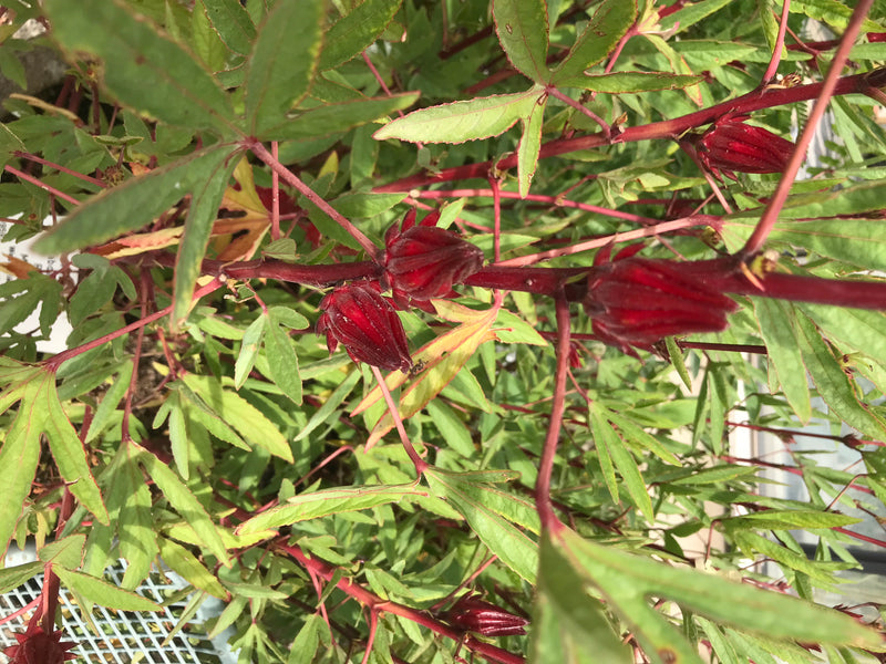 Roselle — zdjęcie 2 z 3