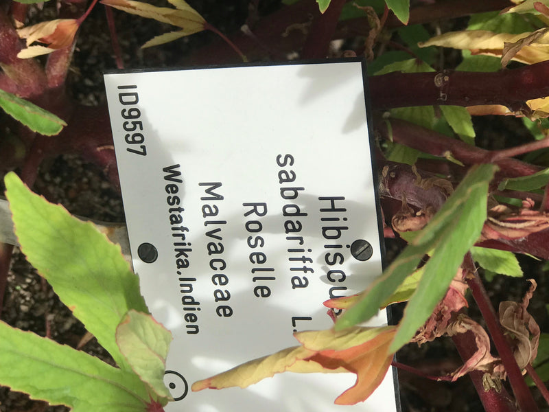 Roselle — zdjęcie 3 z 3