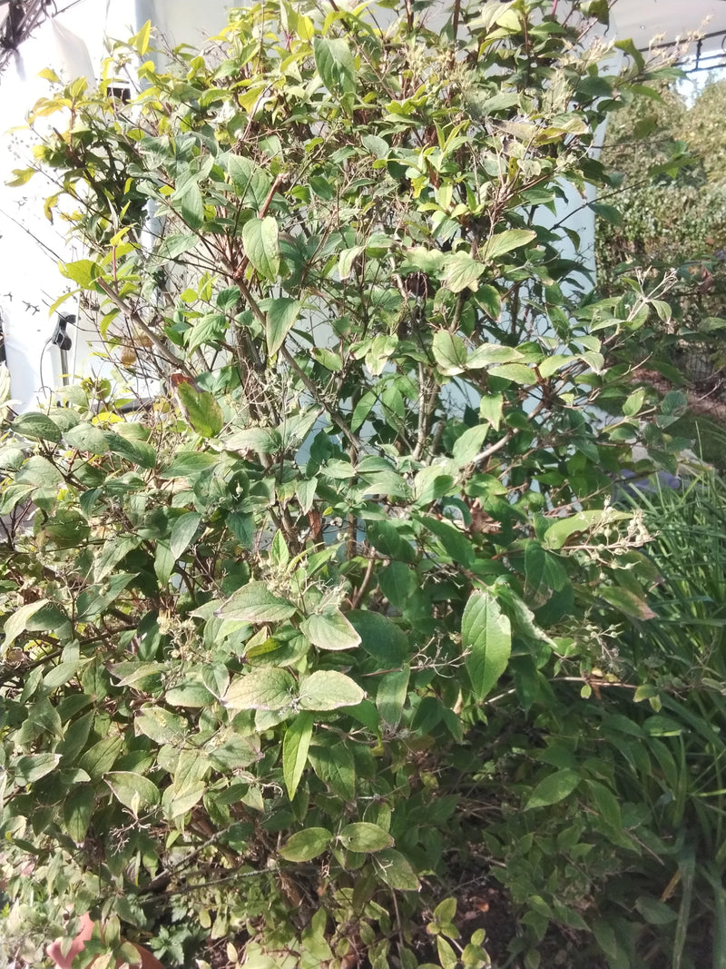 Weigela — zdjęcie 3 z 22