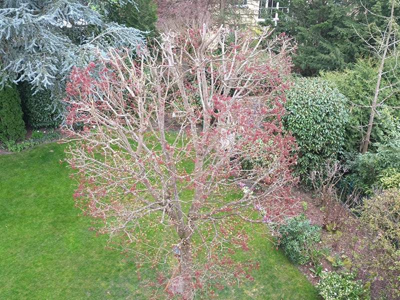Czerwony klon — Bild 1
