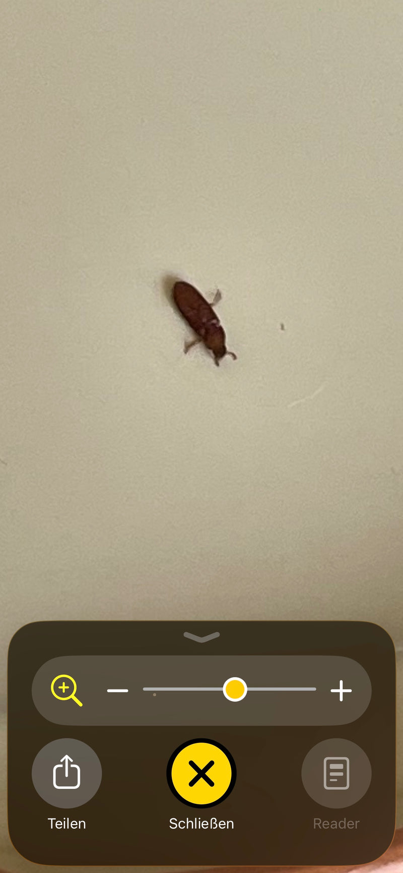 Tribolium kasztanowaty jest widoczny na jasnej, gładkiej powierzchni. Okaz owada ma typowy podłużny i czerwono-brązowy kształt ciała.