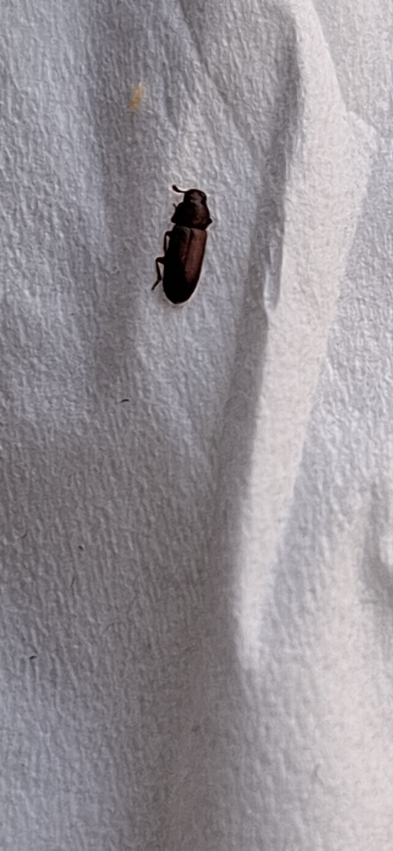 Na zdjęciu widoczny jest trojszyk kasztanowiec spoczywający na jasnej powierzchni papieru.