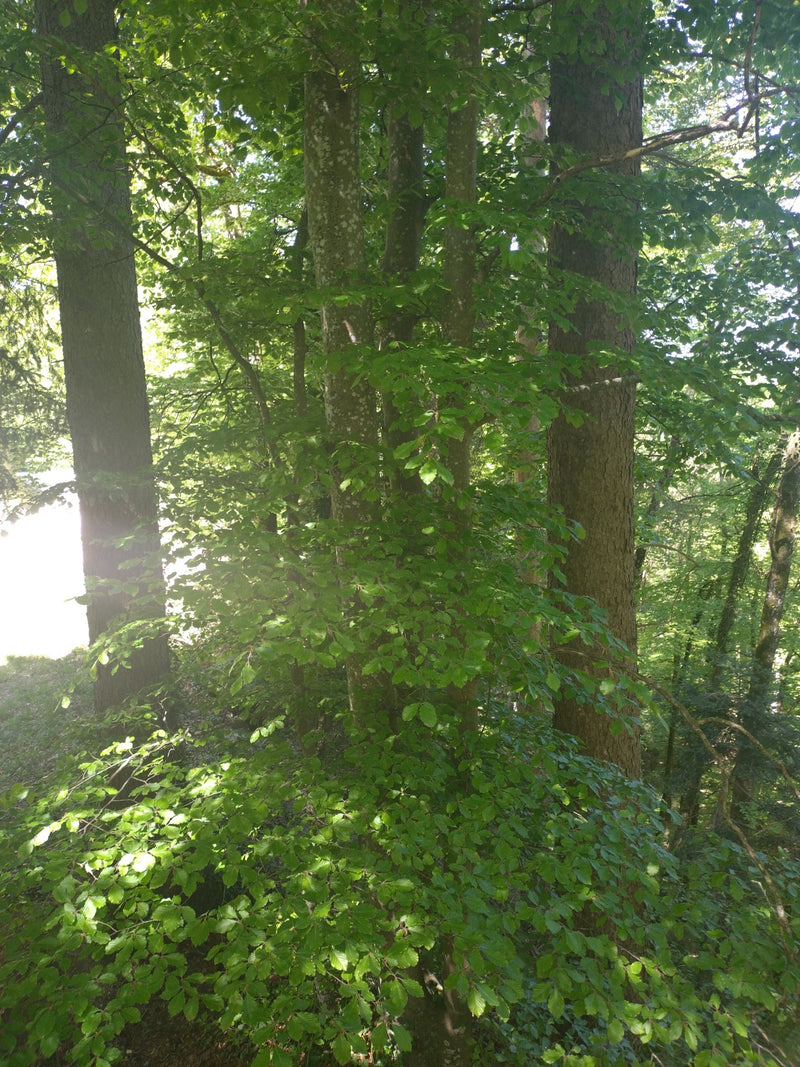 Zdjęcie przedstawia kilka dorosłych buków zwyczajnych w jasnym lesie. Dobrze widoczne są gładkie pnie i gęste, zielone liście.