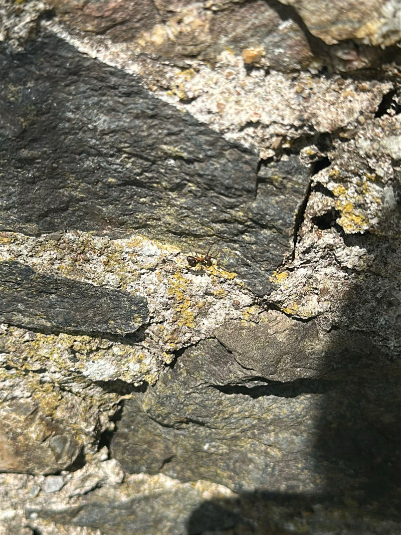 Czerwona mrówka trawnikowa — Bild 3