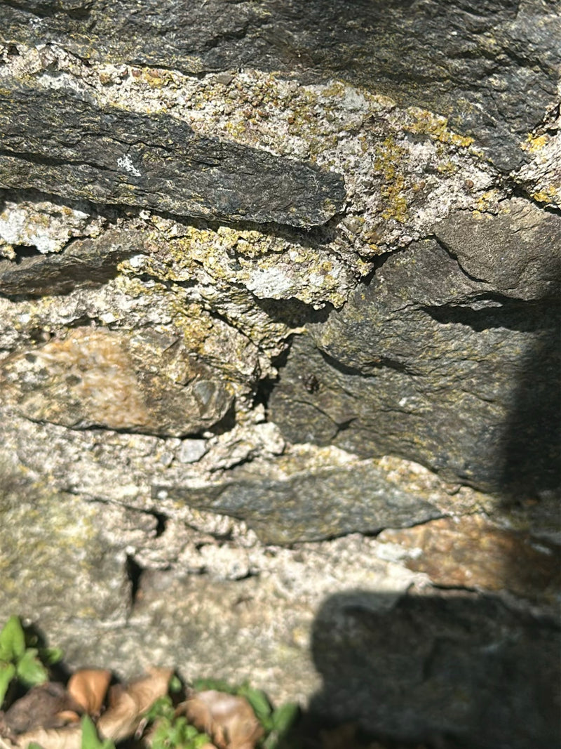 Czerwona mrówka trawnikowa — Bild 2