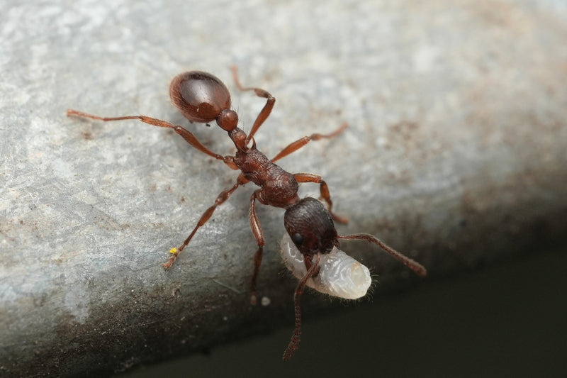 Mrówka Myrmica rubra wędruje po szarej powierzchni, niosąc w aparatach gębowych białą larwę.