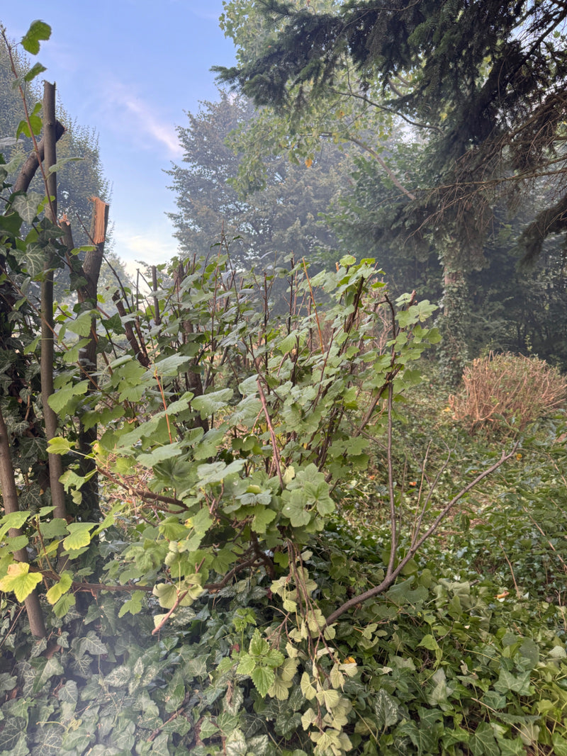 porzeczki — Bild 1