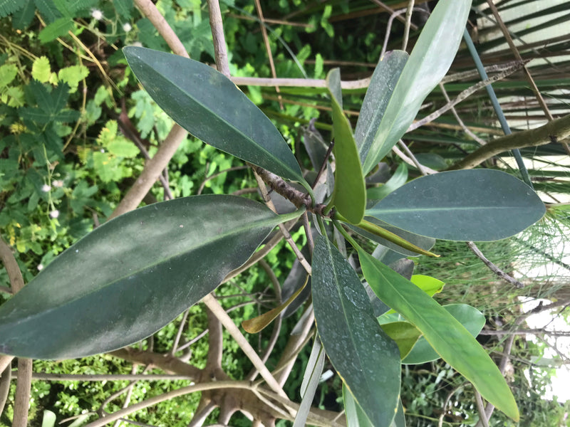 Rote Mangrove — zdjęcie 2 z 2