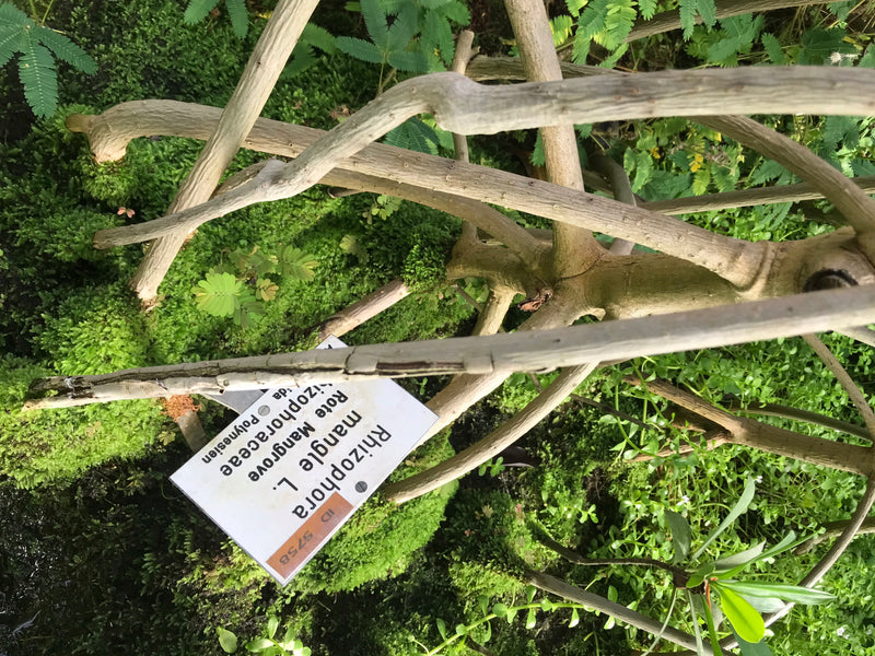 Rote Mangrove — zdjęcie 1 z 2