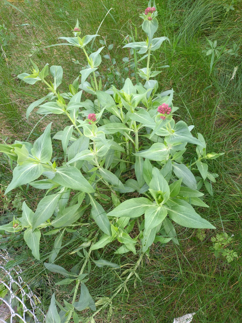 Czerwony kwiat ostrogi — Bild 2