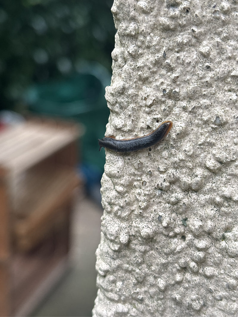 Rote Wegschnecke — zdjęcie 1 z 1