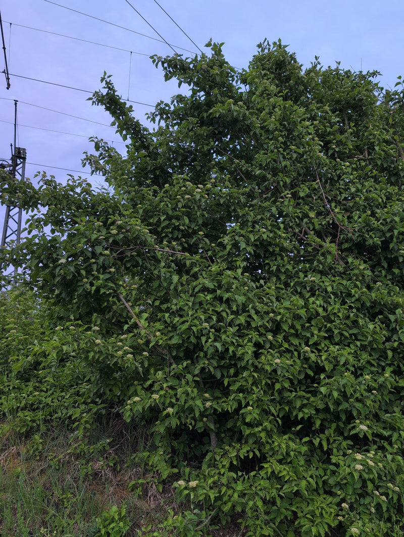 Widoczny jest duży, gęsto ulistniony krzew derenia świdwy w pełnym rozkwicie. W tle znajduje się pochmurne niebo z słupami i przewodami elektrycznymi.