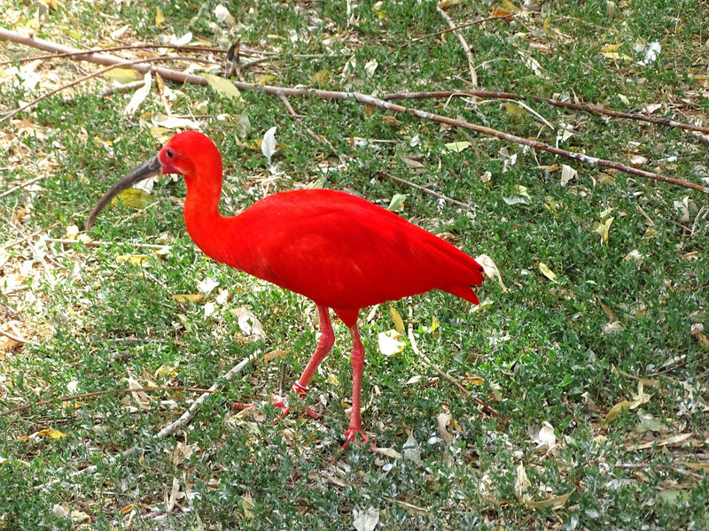 Roter Ibis — Bild 1