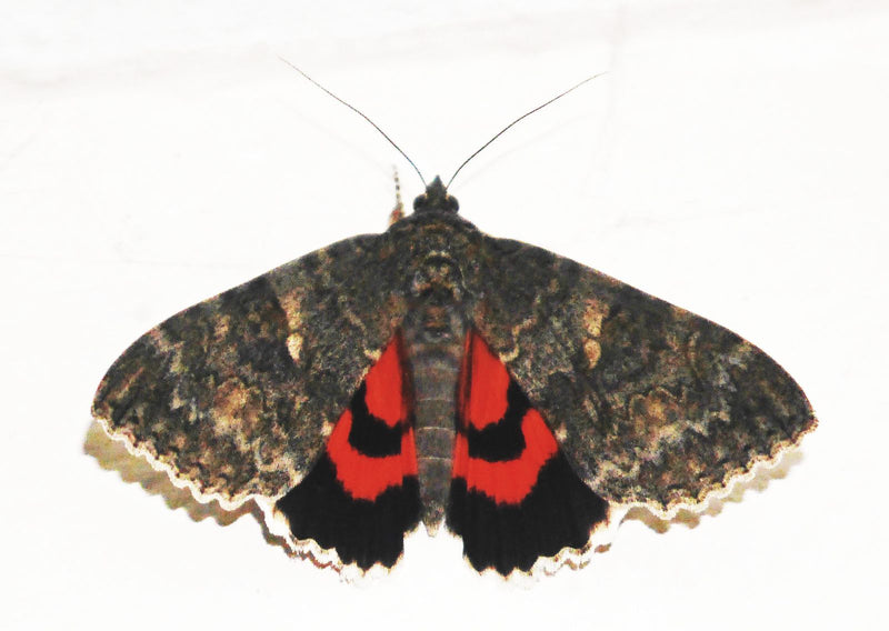 Czerwona wstążka — Bild 1