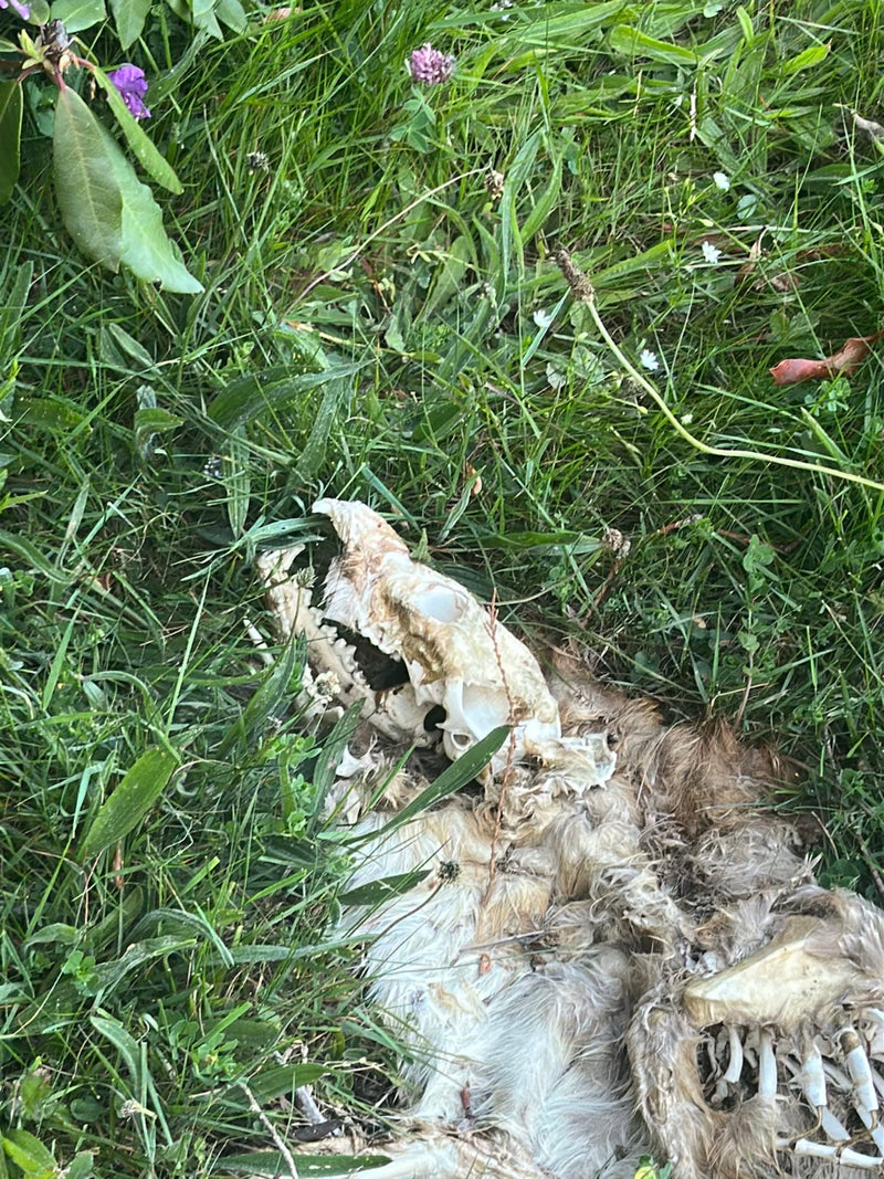 Czerwony lis — Bild 1