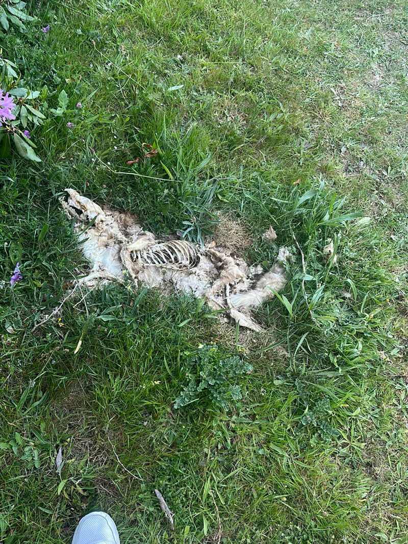 Czerwony lis — Bild 3