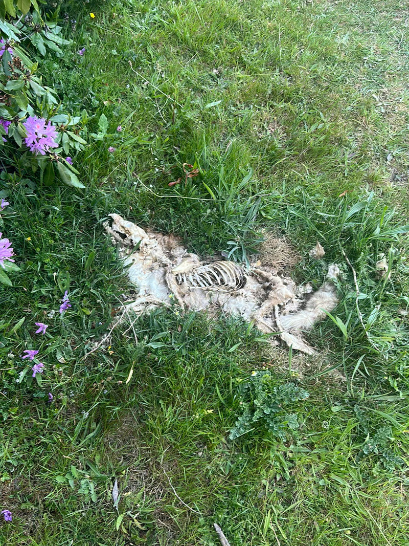 Czerwony lis — Bild 2