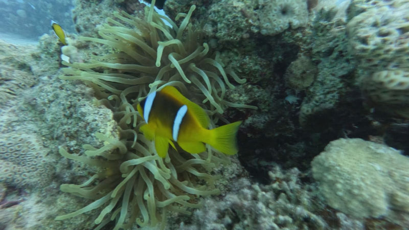 Rotmeer-Anemonenfisch — zdjęcie 1 z 1