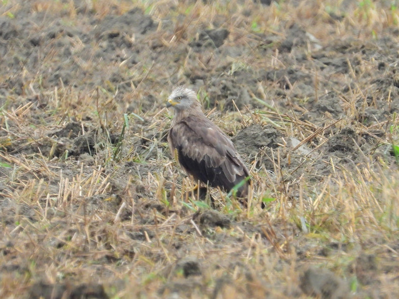 Kania ruda stoi na ziemi zebranego pola i z uwagą patrzy w bok.