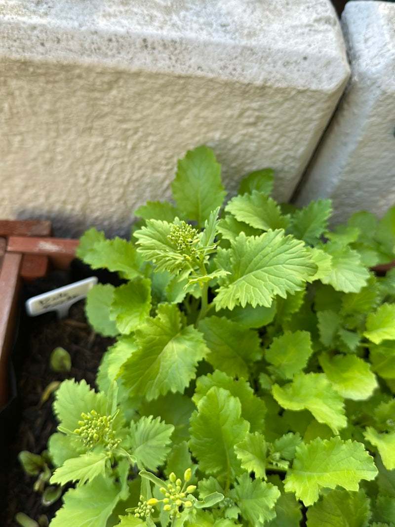 Rukola — Bild 3