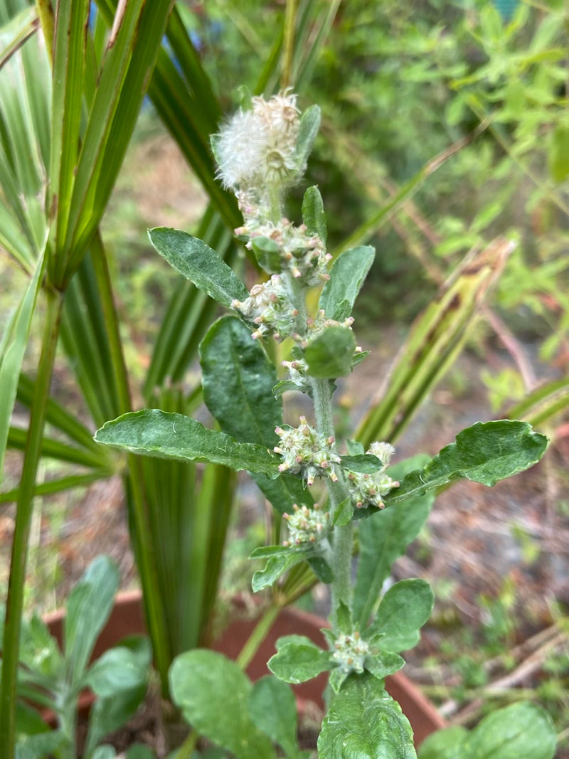 Ruhrwort (rodzaj) — Bild 1
