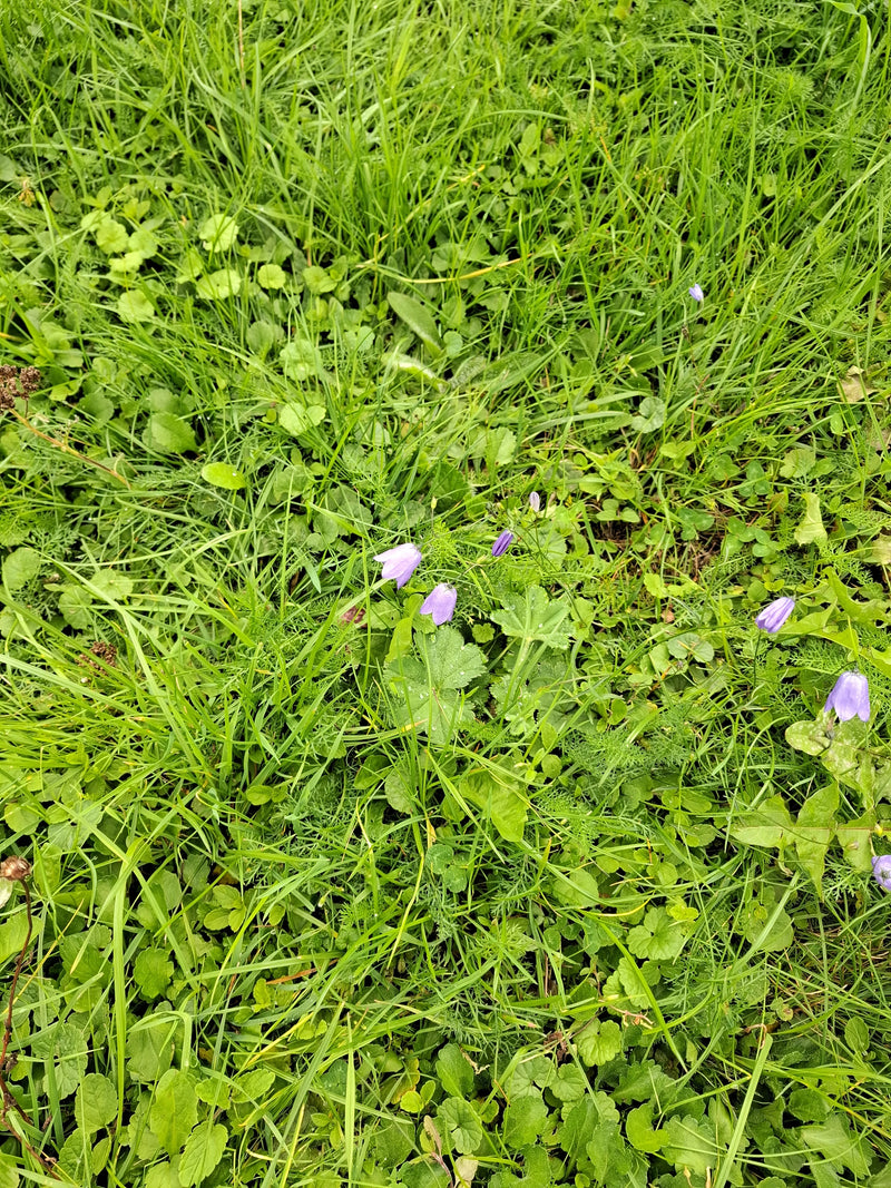 Delikatne fioletowe dzwonki wyrastają z gęstej łąki z zieloną trawą i niskimi ziołami. Perspektywa ukazuje rośliny z góry w ich naturalnym otoczeniu.