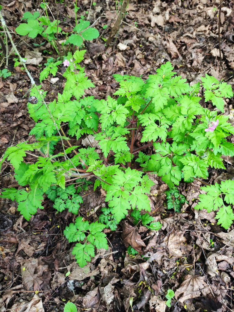 Cranesbill — Bild 1