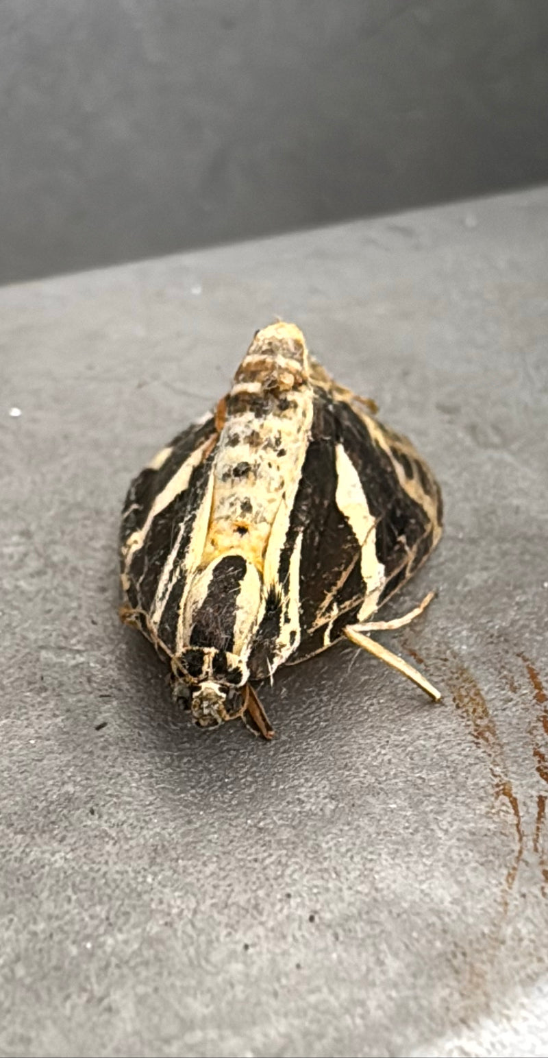 Rosyjski niedźwiedź — Bild 1