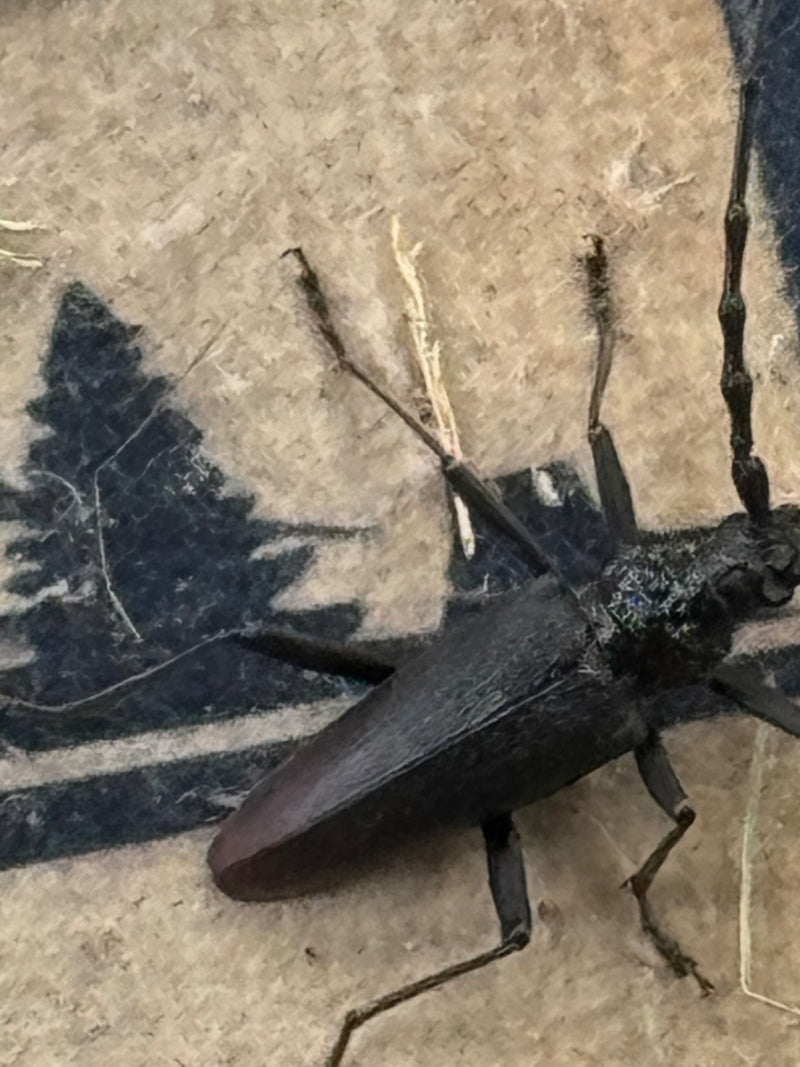 Sägebock — Bild 1