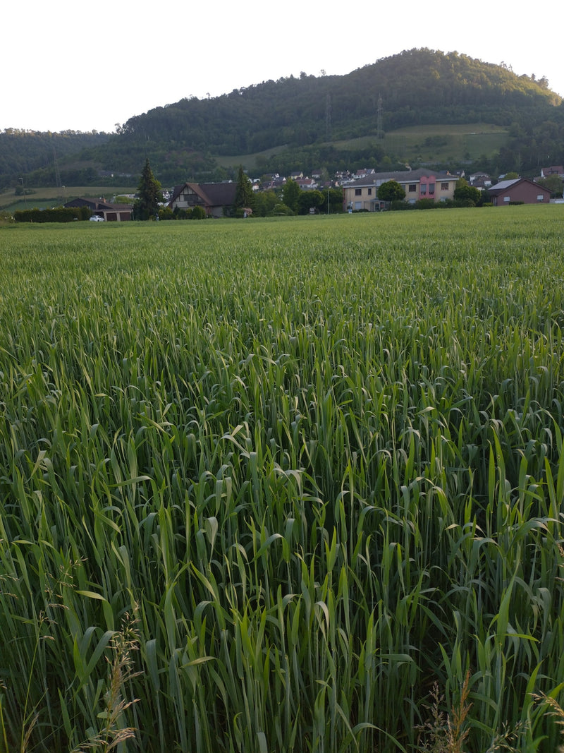 Pszenica siewna — Bild 5