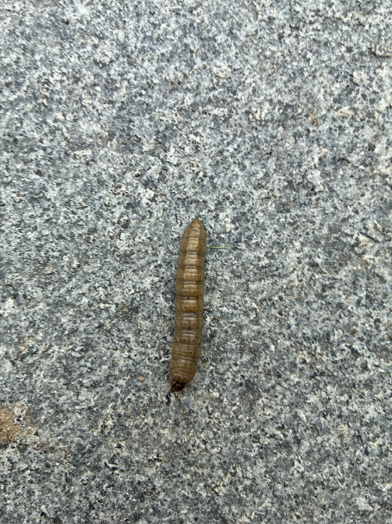 Sowa nasienna (rodzaj Agrotis ) — zdjęcie 1 z 1