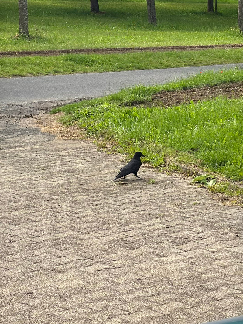 Zdjęcie przedstawia gawrona idącego wybrukowaną ścieżką obok zielonego terenu. Czarny ptak jest widziany z boku na świeżym powietrzu.