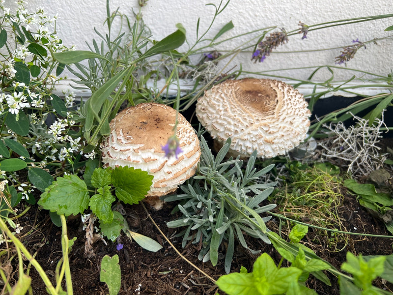 Szafranowy parasol — Bild 1