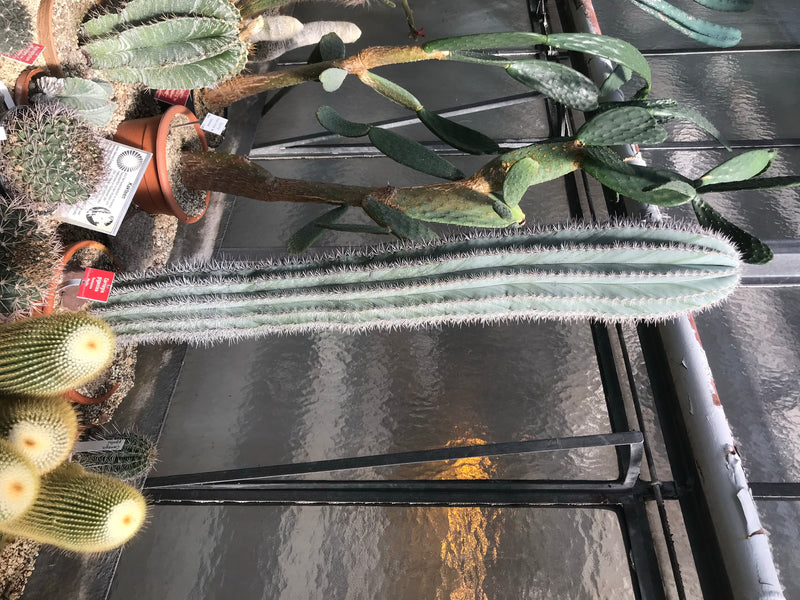 Saguaro-Kaktus — zdjęcie 2 z 2
