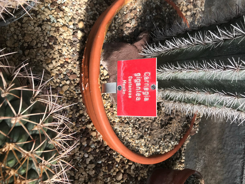 Saguaro-Kaktus — zdjęcie 1 z 2