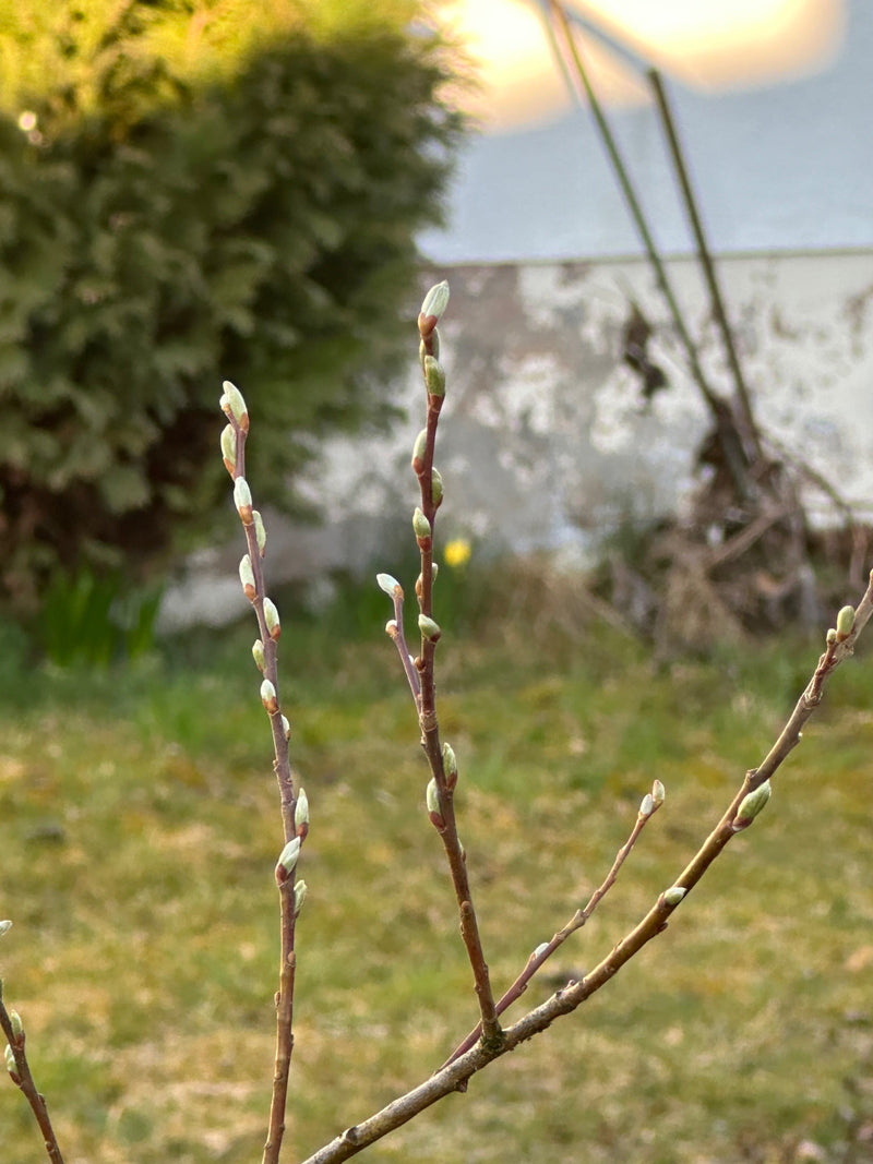 Wierzba Sal — Bild 1