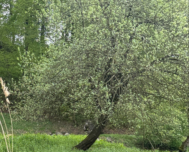 Zdjęcie przedstawia wierzbę i z gęstymi, świeżo zazielenionymi liśćmi. Drzewo stoi w naturalnym otoczeniu z zielonym podłożem.