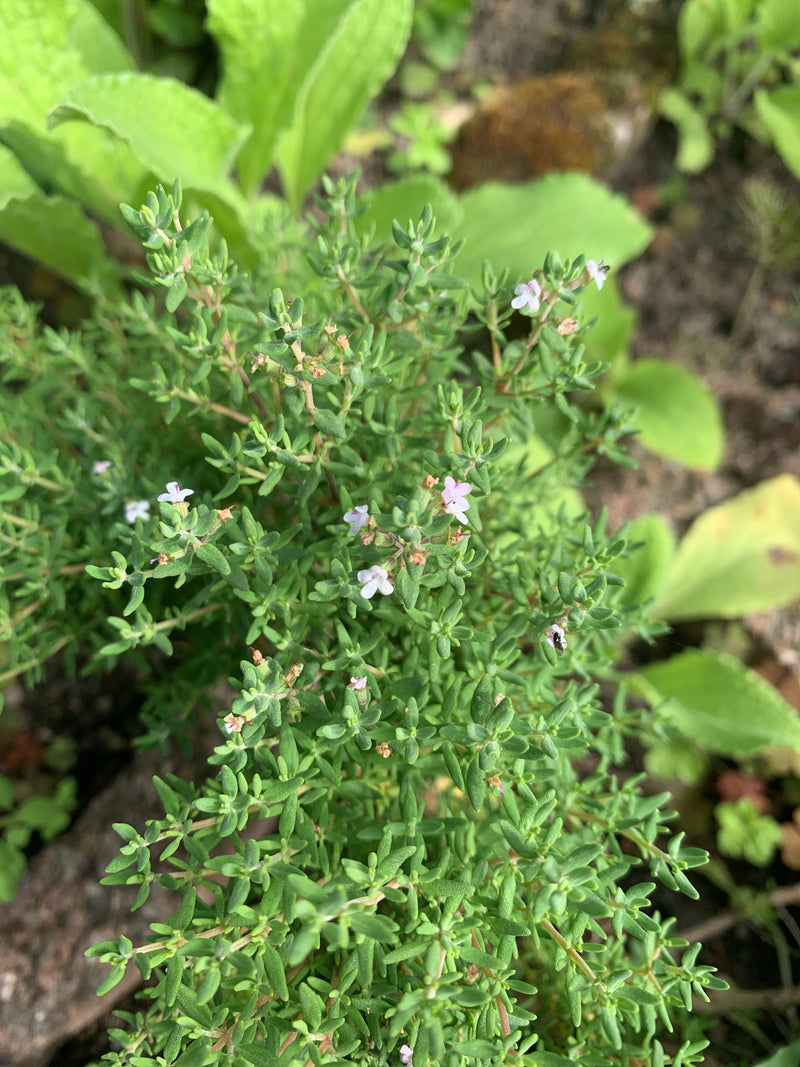 Quendel — Bild 3